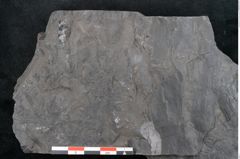 Foto (Detailansicht) von Odontopteris minor Brongniart (NHMW-GEO-2024-0188-10720)